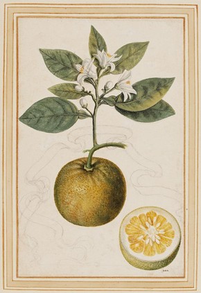 Sour orange, Citrus aurantium by Vincenzo Leonardi, Museum no. E.427-2009