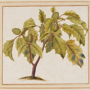 Thorn apple, Datura stramonium (anonymous). Museum no. E.428-2009