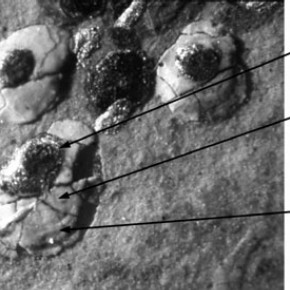 Figure 3. Details of pearls from the miniature of Elizabeth I, Heneage Jewel. Scale: 30 x magnification. Photograph by Nick Frayling.