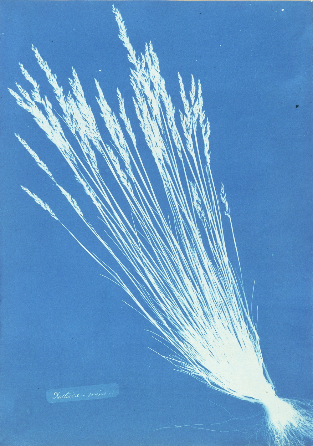 A History of Cameraless Photography Victoria and Albert Museum