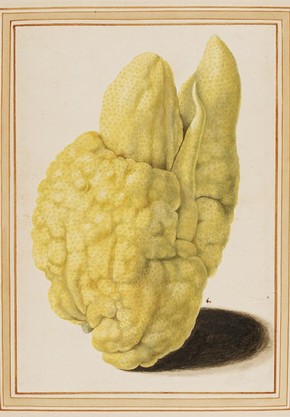 Citron, Citrus medica by Vincenzo Leonardi, Museum no. E.426-2009