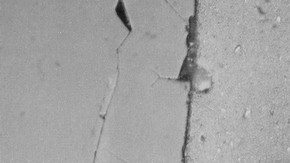 Fig 3. Optical micrograph of polished section taken normal to the surface showing surface layer with bifurcated crack and crack formation behind near-surface layer. Field of view 220 um.