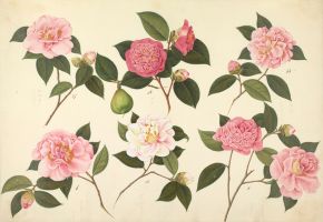 Figure 2. ‘Camellias’, RHS number 35617-1001. RHS, Lindley Library
