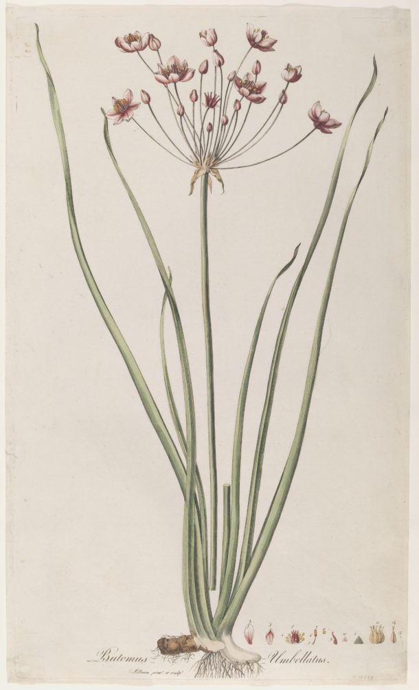 Botanical illustration by William Kilburn showing a flowering rush.