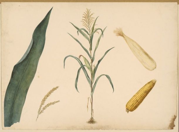 Drawing of a maize plant, ca. 1825. Museum number IS.16-1963. © Victoria & Albert Museum.