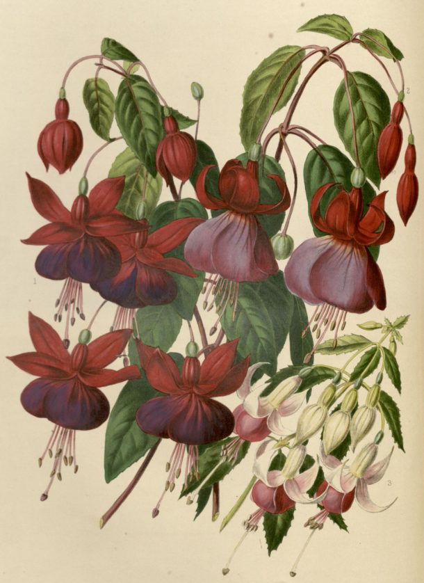  Fuschias by Augusta Withers, ‘Illustrated Bouquet’ NAL 48.B.30 © Victoria and Albert Museum,