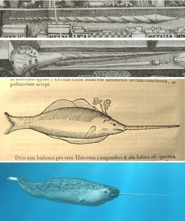 Top: Narwhal skull and tooth depicted in the frontispiece Middle: Depiction of a narwhal within 'Museum Wormianum' (© Dean and Chapter of Worcester Cathedral) Bottom: An actual narwhal