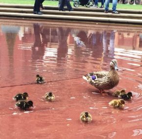 Victoria and her ducklings in the garden pond at the V&A © Olivia Oldroyd