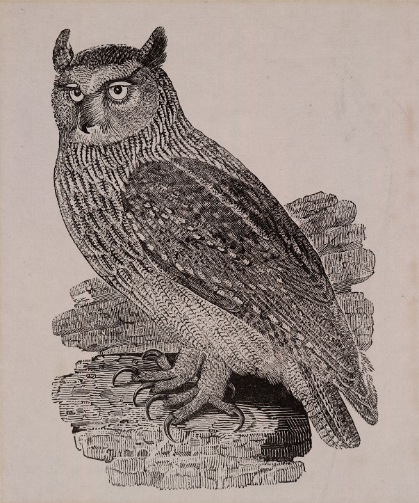 Wood engraving by Thomas Bewick, England, ca. 1797. Museum no. E.266-1994. ©Victoria and Albert Museum.