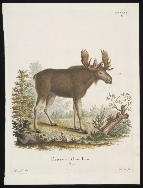 'Cervus Alce Linn', hand- coloured engraving print on laid paper. engraved by Bock, after Hüget, German (possibly), late 18th - early 19th century (V&A 29638:164)