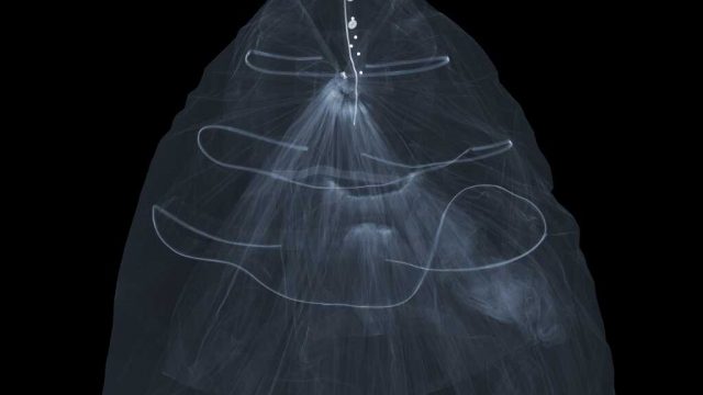 Silk taffeta evening dress, Balenciaga. X-ray © Nick Veasey, 2016.