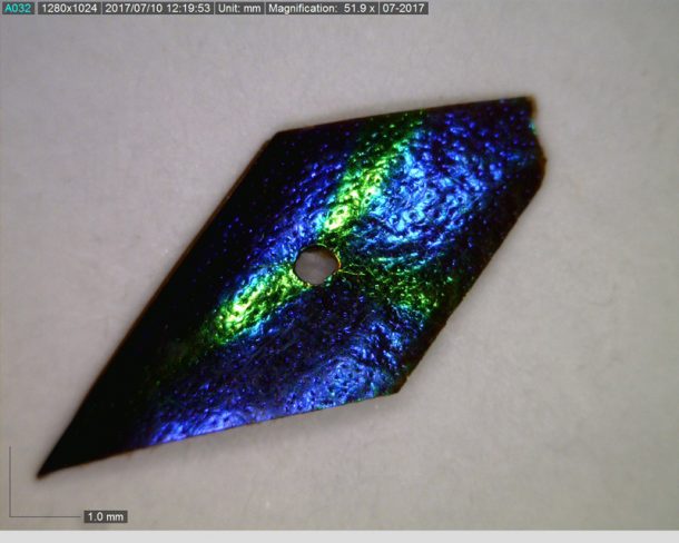 Detached elytra sequin from 4411(IS) showing “resist” lines, 51.9x magnification, Dino-Lite