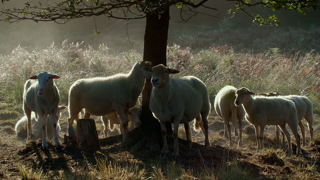 A flock of sheep under a tree