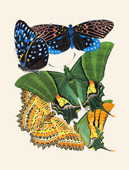 Large green butterfly with others, hand-coloured plate