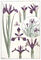 Plate 1, Irises