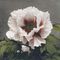 Peony from Some Japanese Flowers