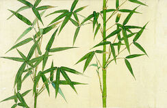 Bamboo study