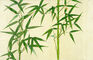 A Study of the bamboo plant