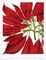 Poinsettia Pulcherrima from Floral Magazine