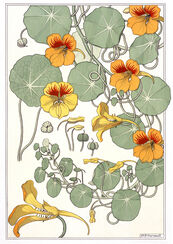 Plate 40, Nasturtiums