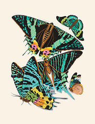 Green stripy butterflies, hand-coloured plate