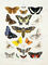 Chart of butterflies and moths