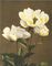 Herbaceous Peony, white, from Some Japanese Flowers
