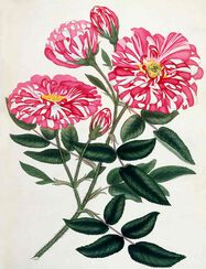 Rosa Gallica from Roses Vol.I