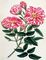 Rosa Gallica from Roses Vol.I