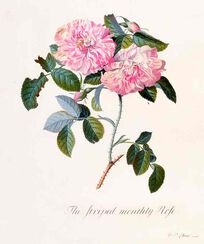 Striped Monthly Rose