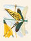 Green and yellow dragonflies, hand-coloured plate