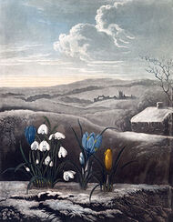 The Snowdrop