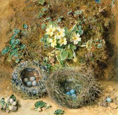 Primroses and Bird's Nests
