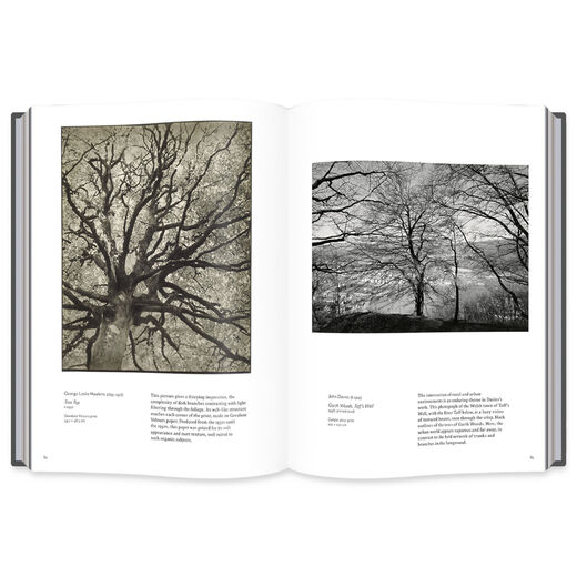 Into the Woods: Trees in Photography