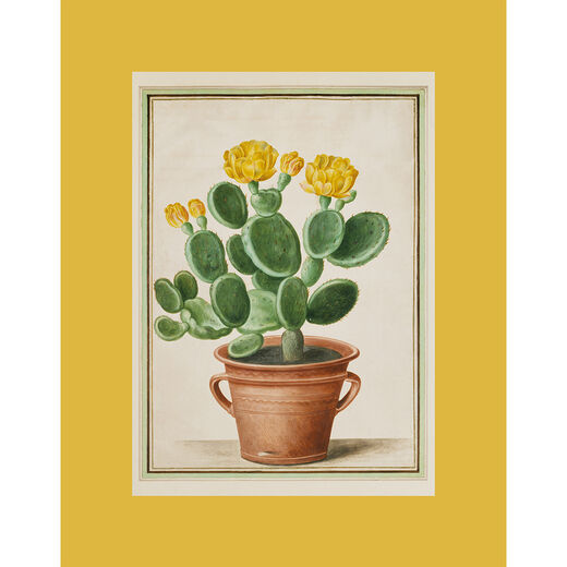 Cactus print by Johann Jakob Walther