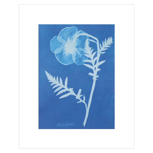 Cyanotype print featuring a white impression of a poppy flower.