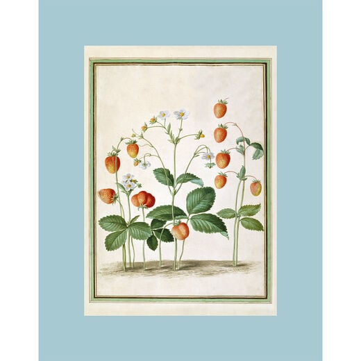 Strawberries print by Johann Jakob Walther