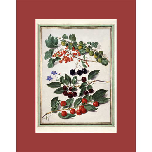 Gooseberries, Cherries, Redcurrants and Borage print by Johann Jakob Walther