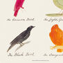Drawing of birds by Edward Lear – giclee print