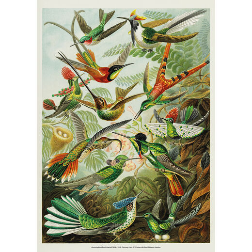Hummingbirds print by Ernst Haeckel