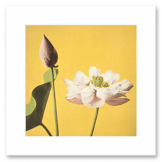 Yellow lotus mounted print by Ogawa Kazuma