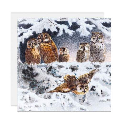 Owl Christmas card pack (pack of 8)