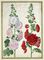 Hollyhocks from Horti Itzeinensis