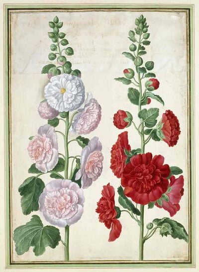 Hollyhocks from Horti Itzeinensis