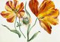 Study of flowers with large orange petals