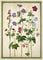 Cranesbills from Horti Itzeinensis