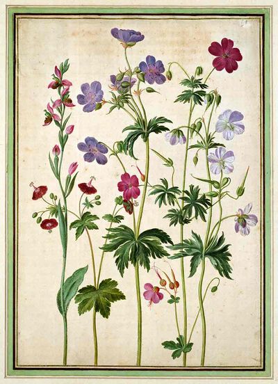 Cranesbills from Horti Itzeinensis