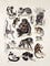 Chart of monkeys, apes and lemurs