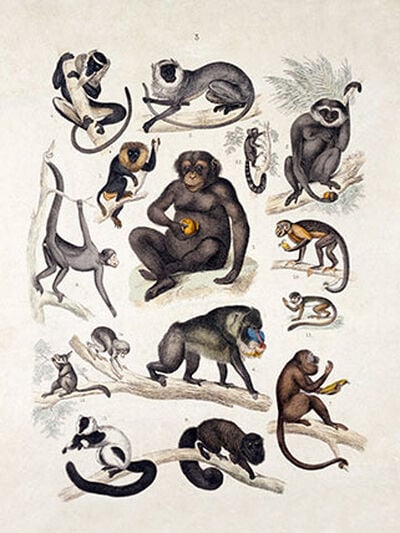 Chart of monkeys, apes and lemurs