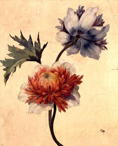 Anemone